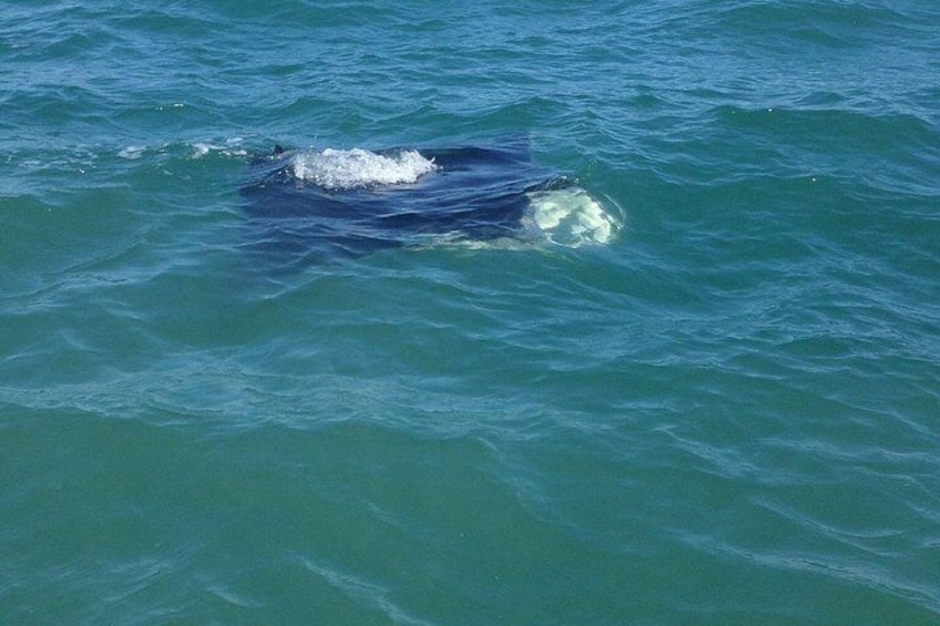 Private Dolphin Tours in St. Augustine, Florida 2