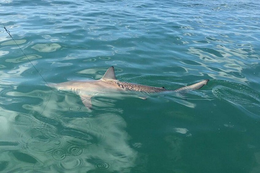 A shark swimming in clear blue water. 3