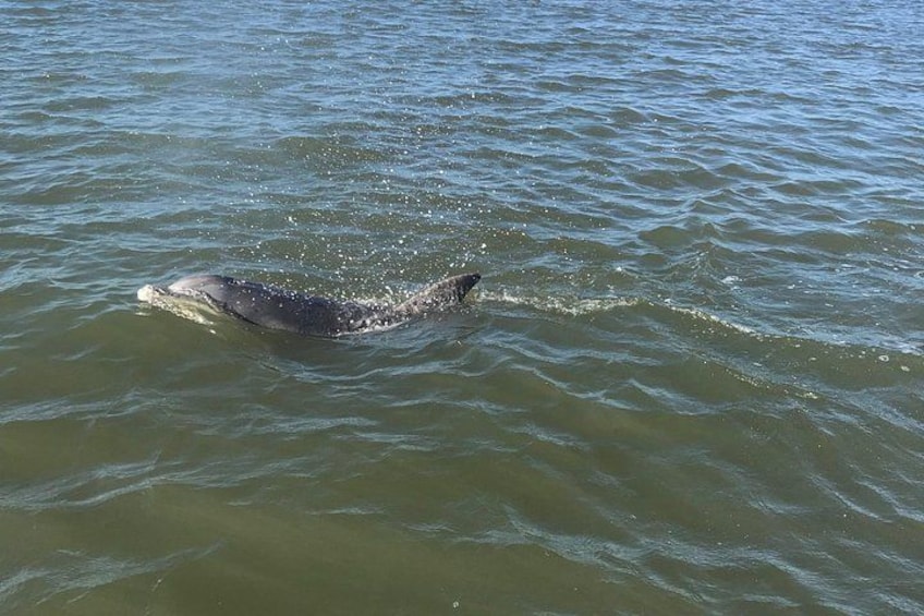 A dolphin swimming in the water. 2