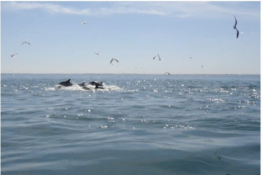 A body of water with dolphins and seagulls. 4