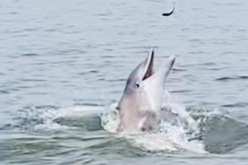 Private Dolphin Tours in St. Augustine, Florida 2