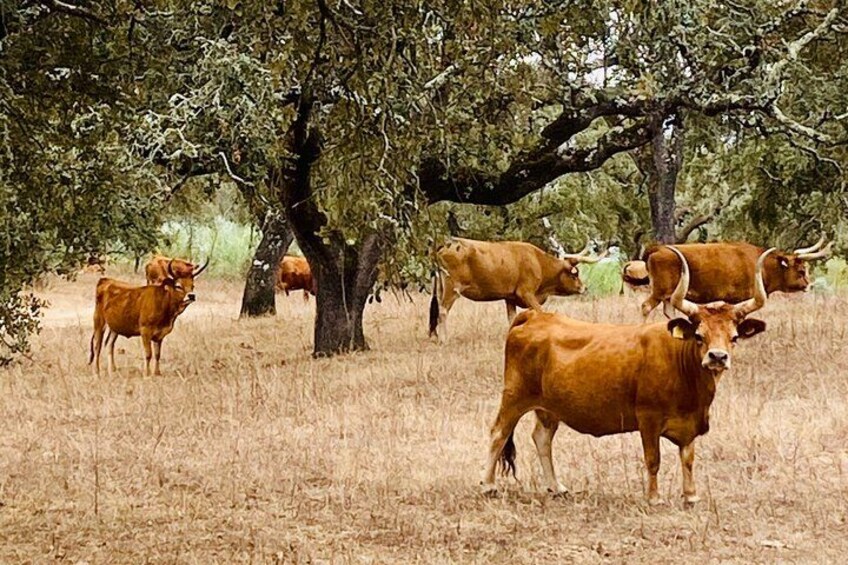 Een kudde koeien graast onder bomen in een droog grasveld. 2