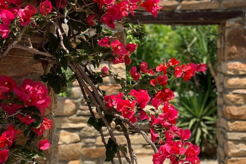 Wine Tasting and Tour in Saint Anna Winery in Naxos 2