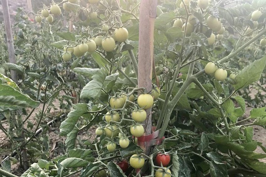 A tomato plant with green tomatoes and a red tomato at the base. 4