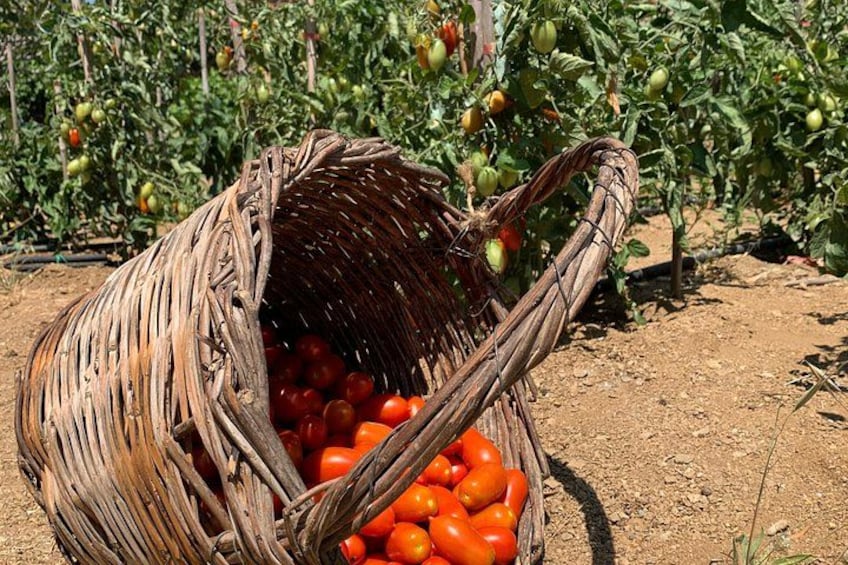 A woven basket filled with tomatoes, placed on the ground in a garden with more tomato plants in the background. 3