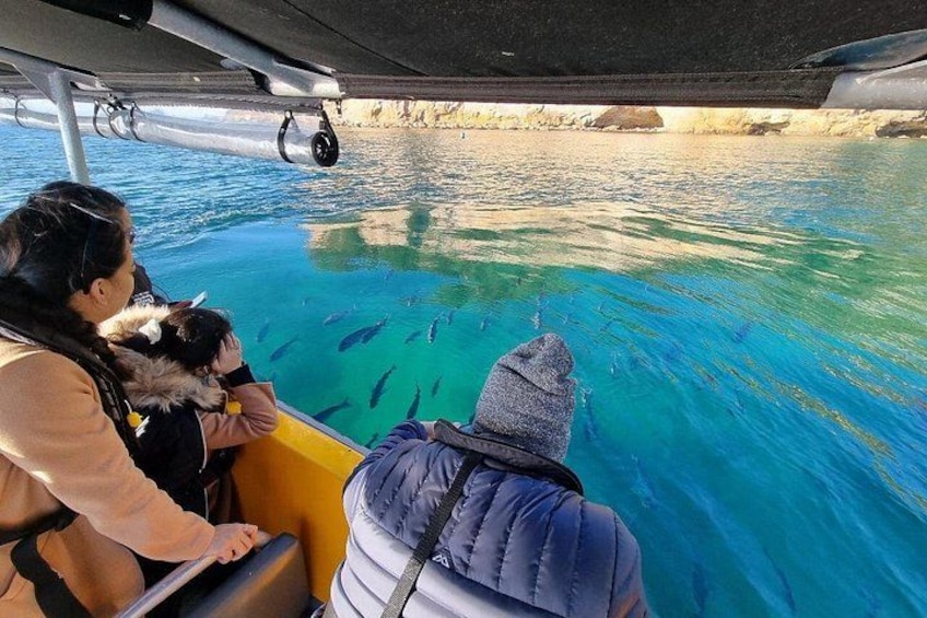 Un bote con gente observando peces en el agua. 2