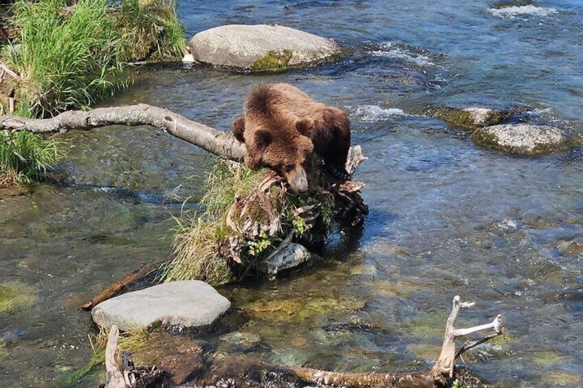 Brooks Falls Bear Viewing 3