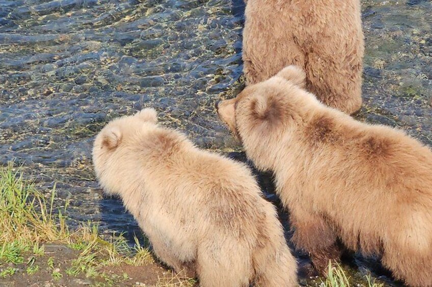 Brooks Falls Bear Viewing 4