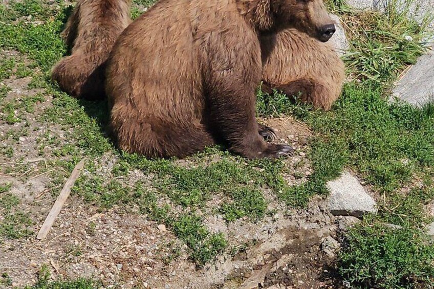 Brooks Falls Bear Viewing 2