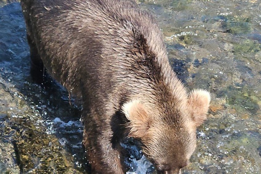 Un oso caminando por un arroyo poco profundo. 3