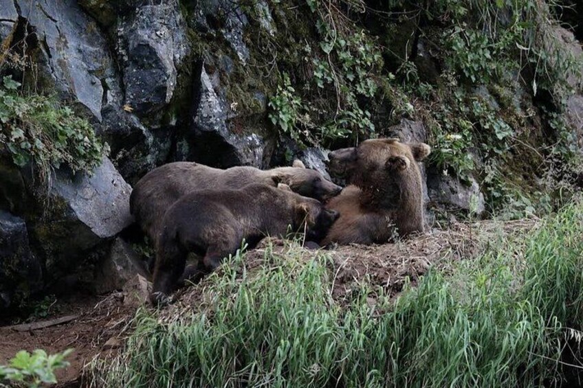 Un oso descansando sobre un saliente rocoso con vegetación circundante. 2