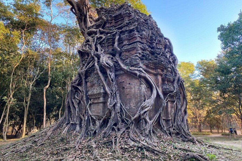 Un grand arbre aux racines très développées, entouré d’une zone boisée. 5