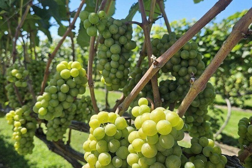 Clusters of green grapes on vines in a vineyard. 2
