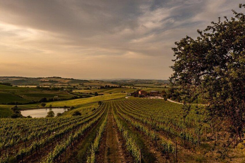 Viñedo con hileras de vides, un pequeño estanque y cielo nublado. 3