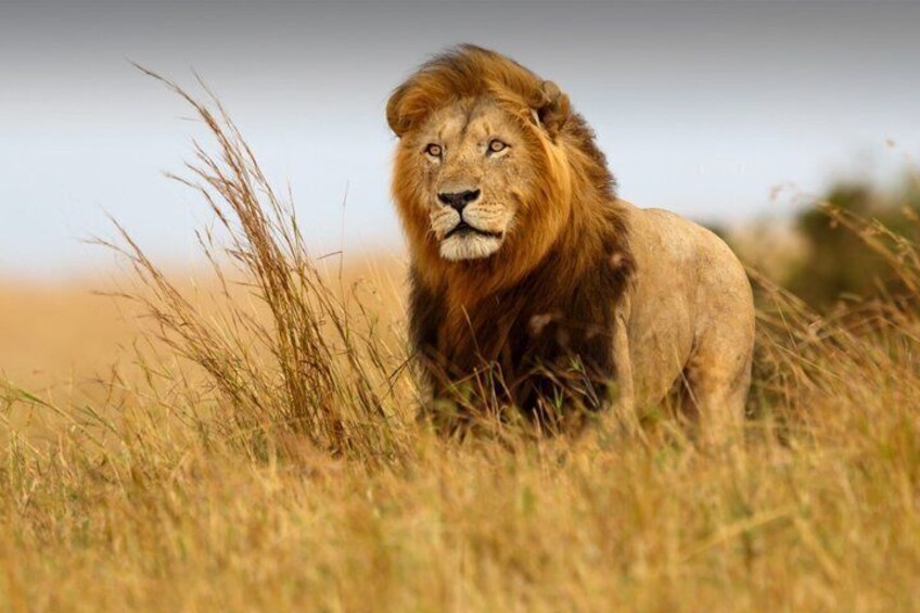 A lion in a grassy field. 2