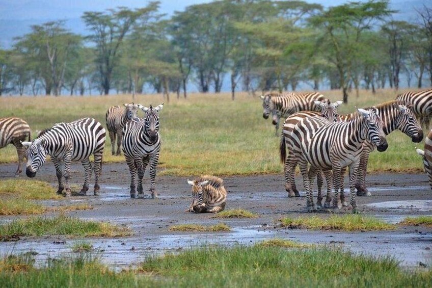 Zebrafelder stehen auf einem schlammigen Pfad, im Hintergrund sind Bäume zu sehen. 1