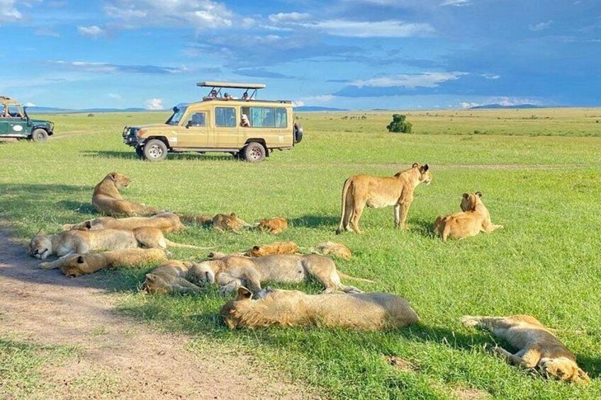 Ein Geländewagen bei einer Safari, Löwen ruhen im Gras, und ein klarer Himmel. 4