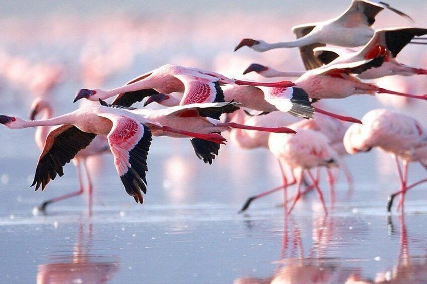 Fliegende Flamingos über einer spiegelnden Wasseroberfläche. 5