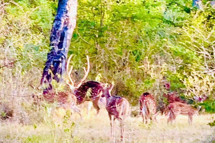 Minneriya National Park Private Tour 5