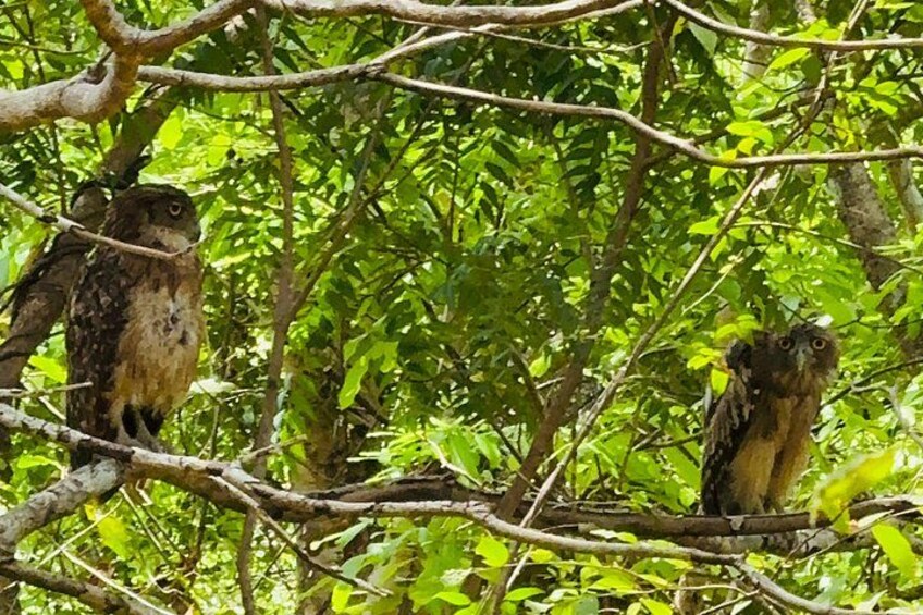 Minneriya National Park Private Tour 3