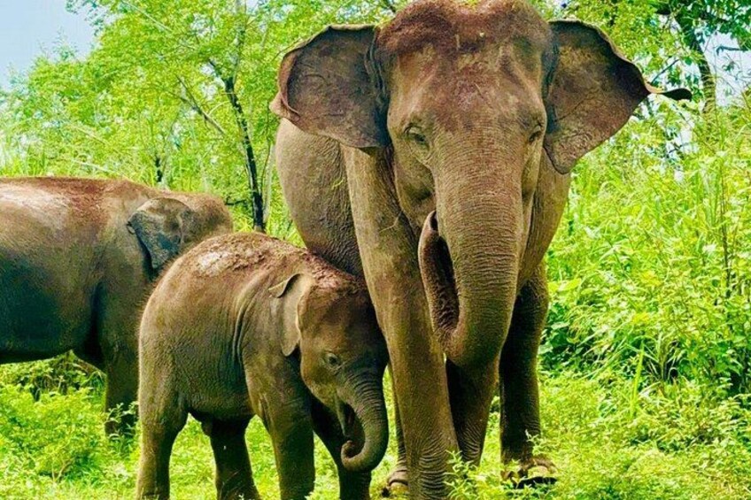 Family Of Elephant 1