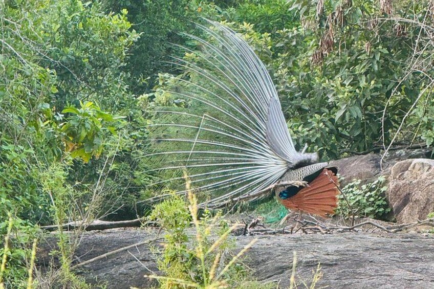Peacock 2