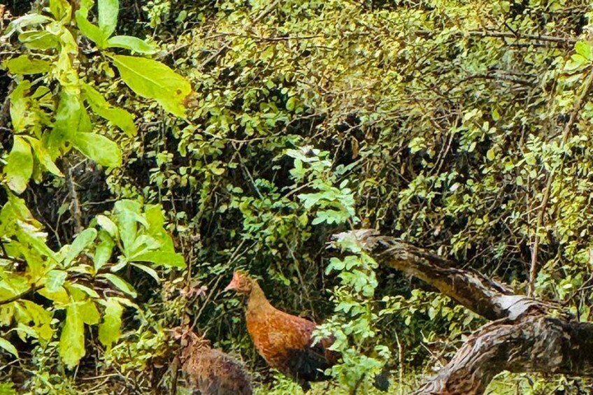 Minneriya National Park Private Tour 2