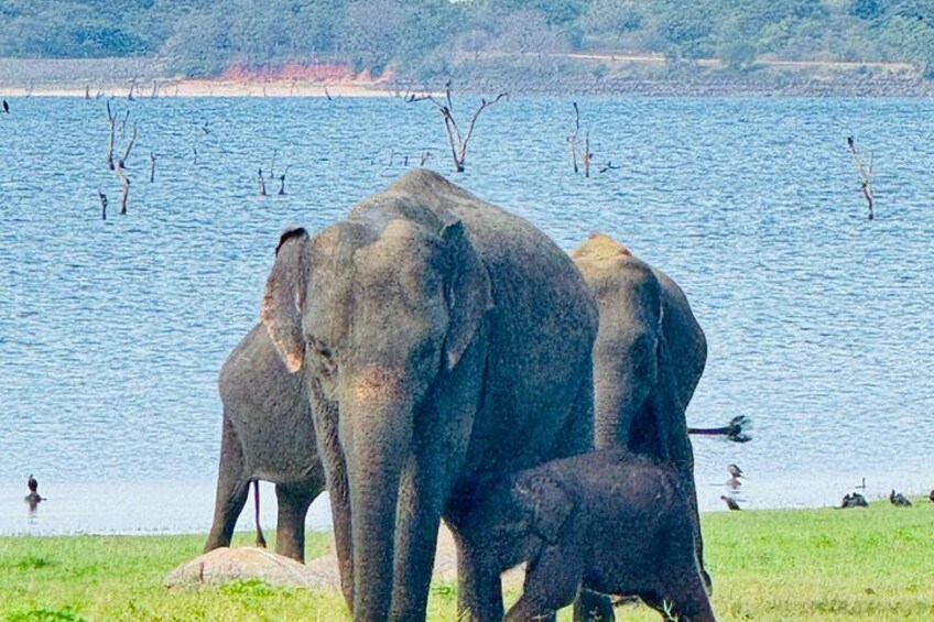 Minneriya National Park Private Tour 4