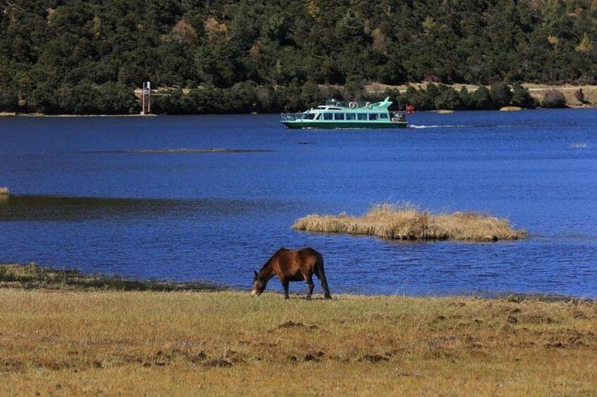 A horse grazing near a lake with a boat in the background. 3