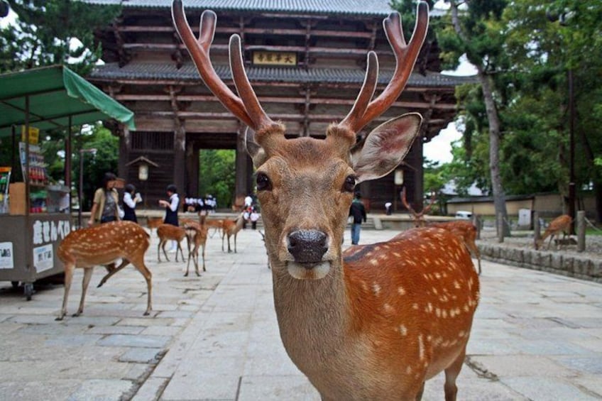 Minoo Falls & Nara Deer Park from Kyoto/Osaka 5