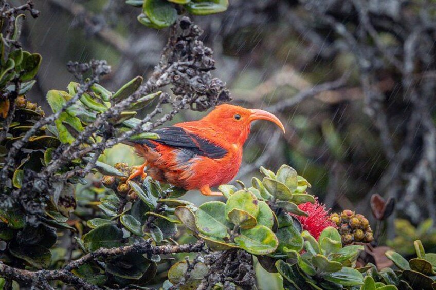 Big Island Birdwatching Tour 1