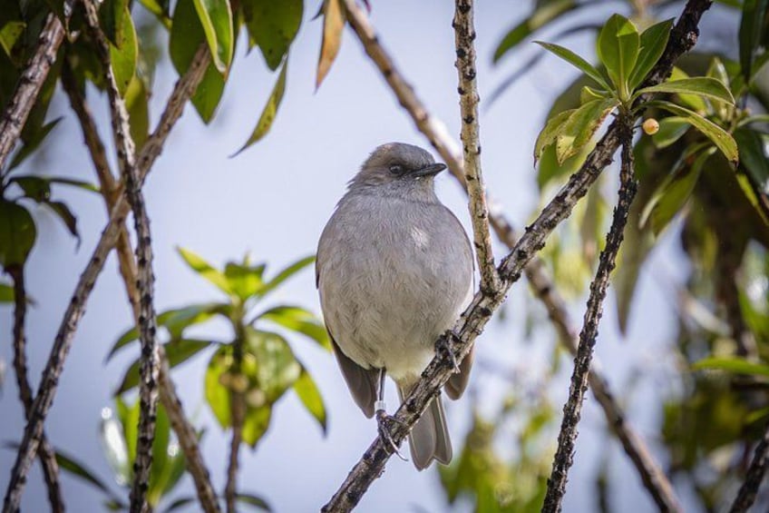 A bird perched on a branch surrounded by green leaves. 5
