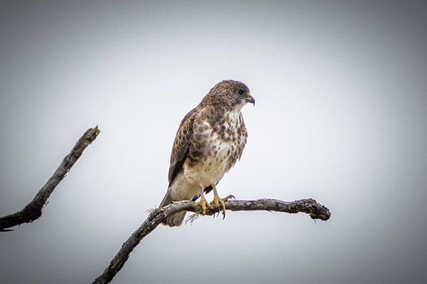 A bird perched on a branch. 4