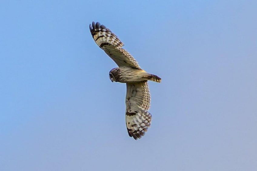 A bird of prey in flight against a clear sky. 2