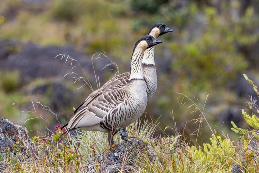A bird standing on the ground with a rocky and grassy background. 3