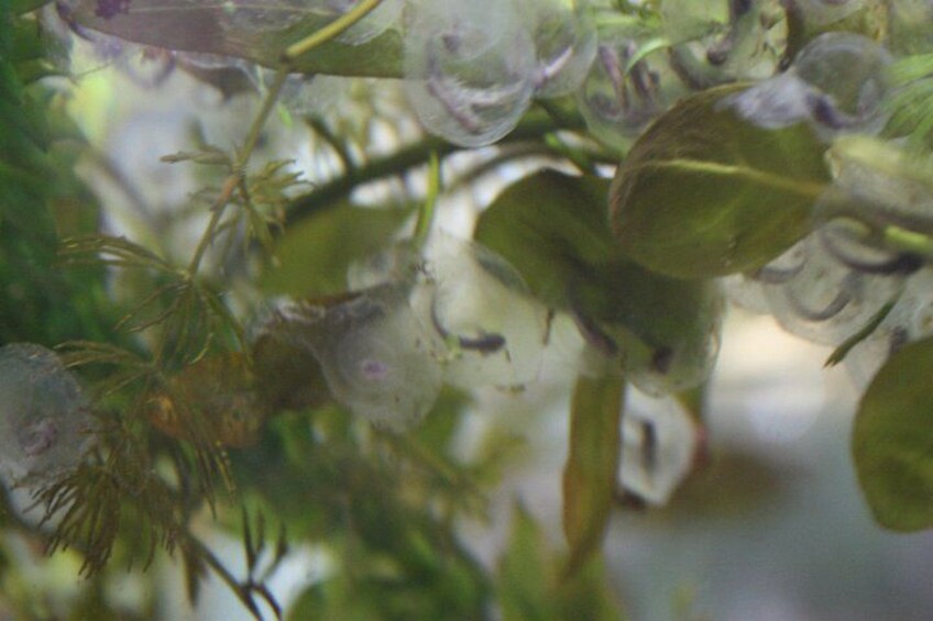 A close-up of a plant with green leaves and purple flowers. 3