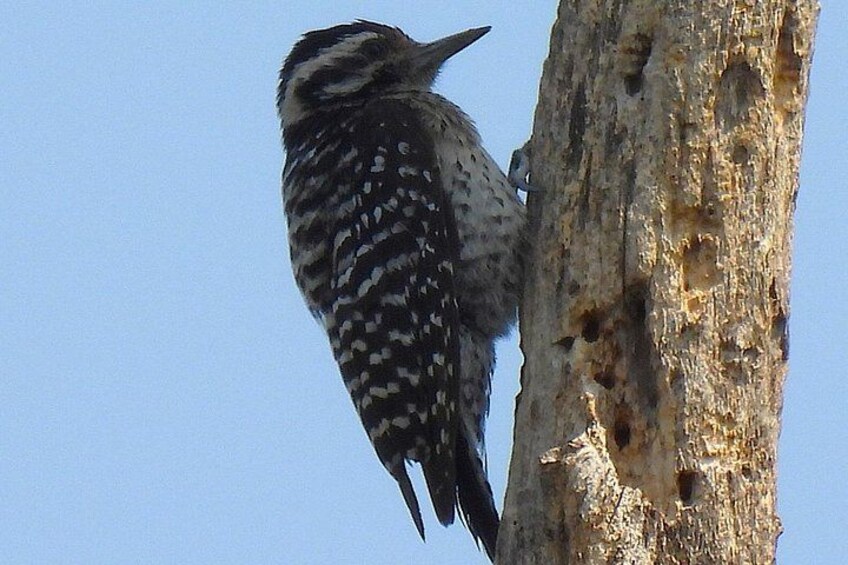 A bird perched on a tree. 2