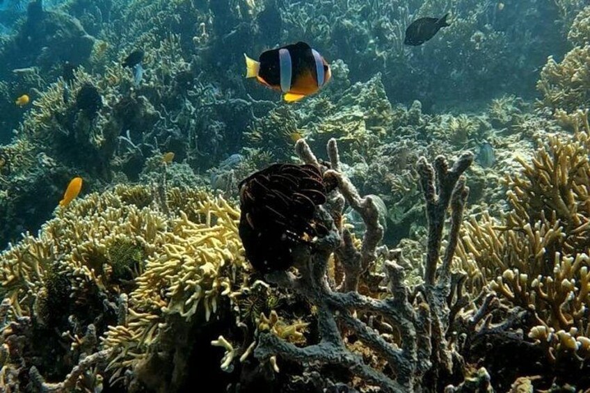 Private Snorkeling Tour of Gili Islands in Air Meno and Trawangan 4