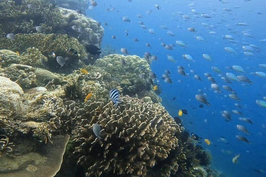 Private Snorkeling Tour of Gili Islands in Air Meno and Trawangan 2