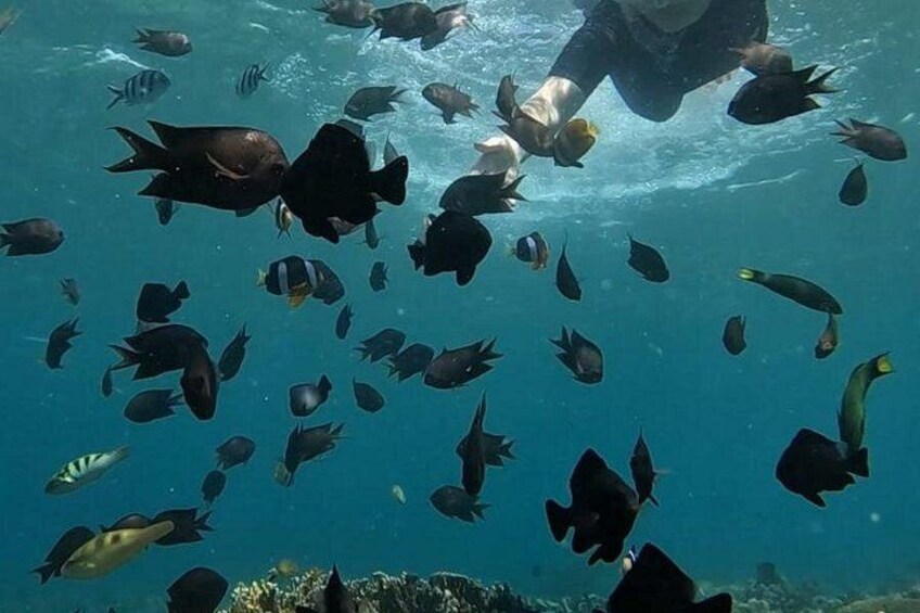 Private Snorkeling Tour of Gili Islands in Air Meno and Trawangan 3