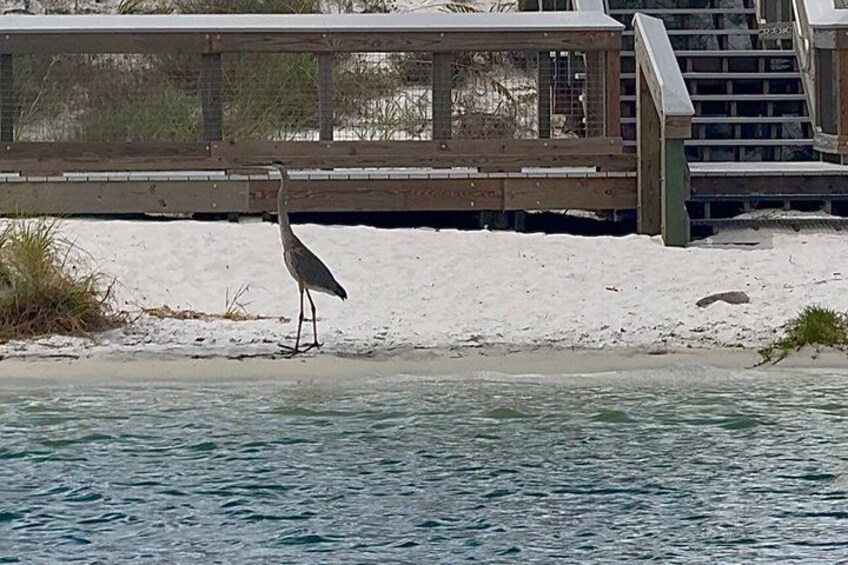 Destin Dolphin Boat Tour 2