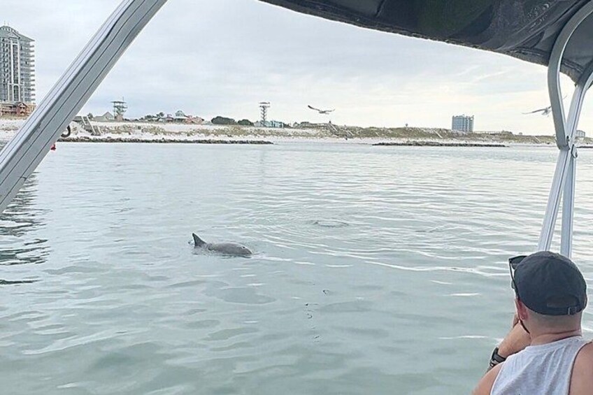 Destin Dolphin Boat Tour 5