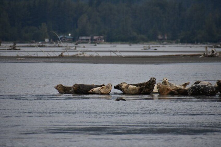 Stikine River Wilderness Tour 2