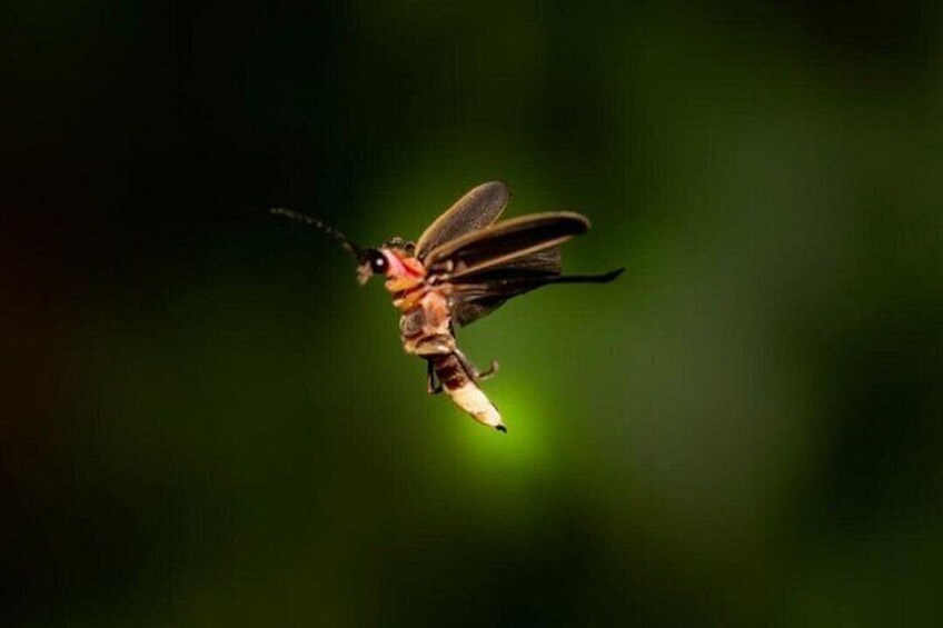 Un insecto volador con alas y antenas. 2