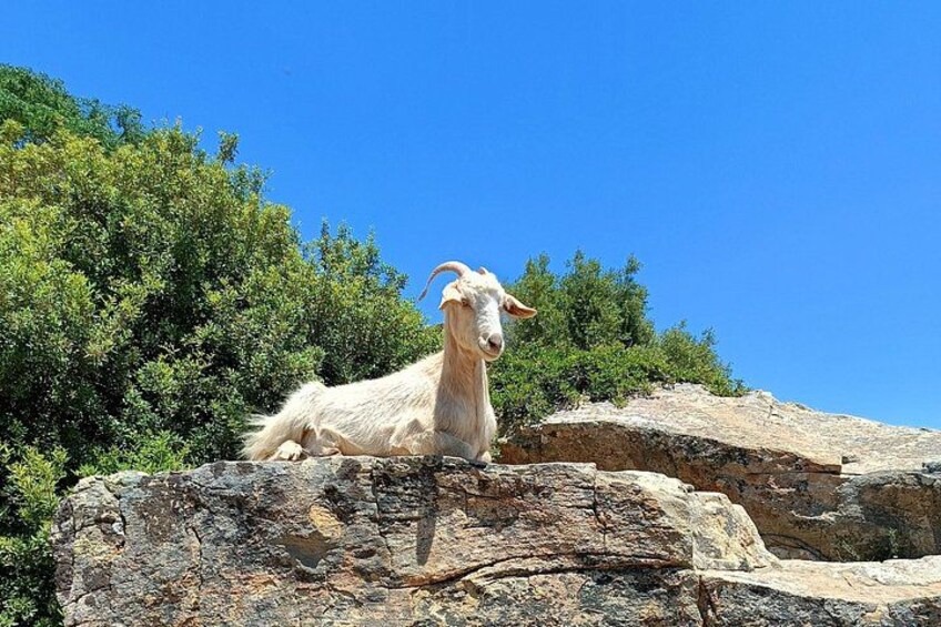 Explore Naxos Waterfall and Enjoy a Traditional Full Meal,Private 5