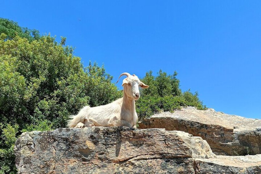 Explore Naxos Waterfall and Enjoy a Traditional Full Meal,Private 5