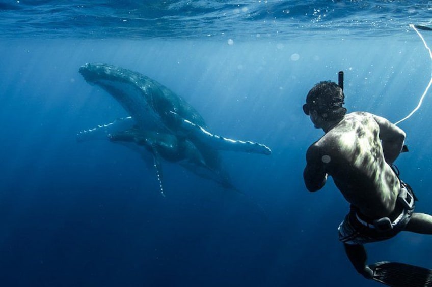 A diver swimming with a whale in the ocean. 5