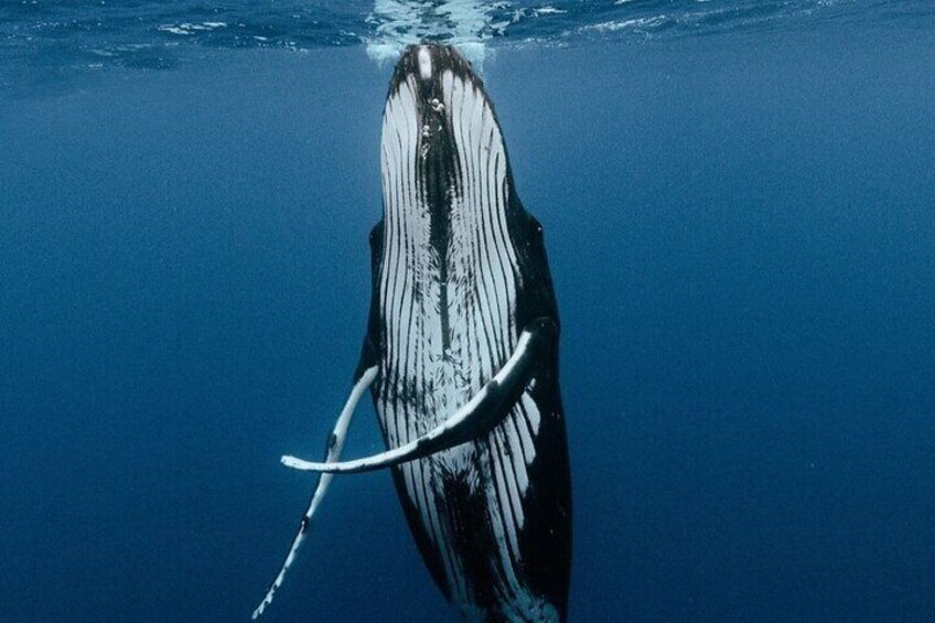 A large whale swimming underwater. 4