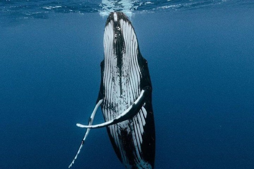 A whale with a blowhole and a rope attached to its tail. 4