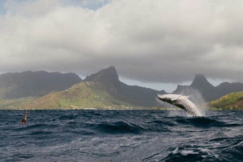 A whale breaching the ocean with mountains in the background. 5